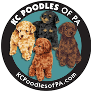 KC POODLES OF PA logo