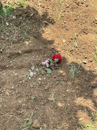 a red rose is lying on the ground next to a tree